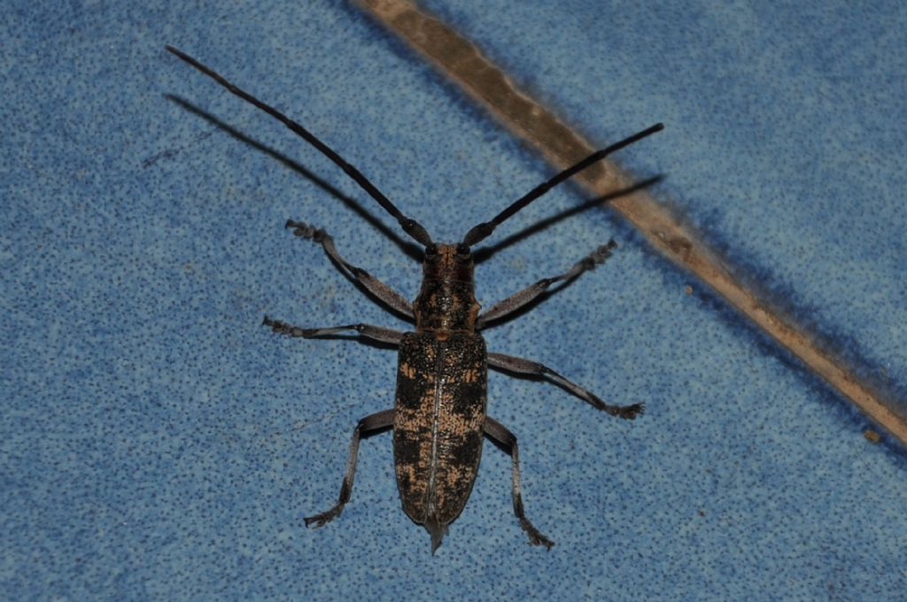 Femmina di Monochamus galloprovincialis ?  Maschio, con antenne troncate